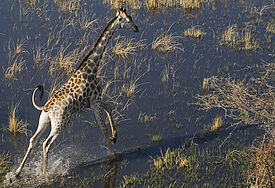 "Botswana" ist das Thema einer Ausstellung im Dezember