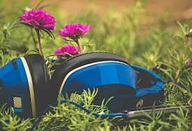 Blaue Kopfhörer liegen im Gras, dahinter dunkelpinke Blumen