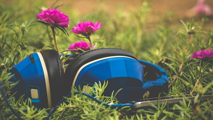 Blaue Kopfhörer liegen im Gras, dahinter dunkelpinke Blumen