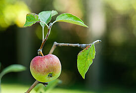 Apfelbaum / Symbolbild (c) Josef Muellek, iStockphoto