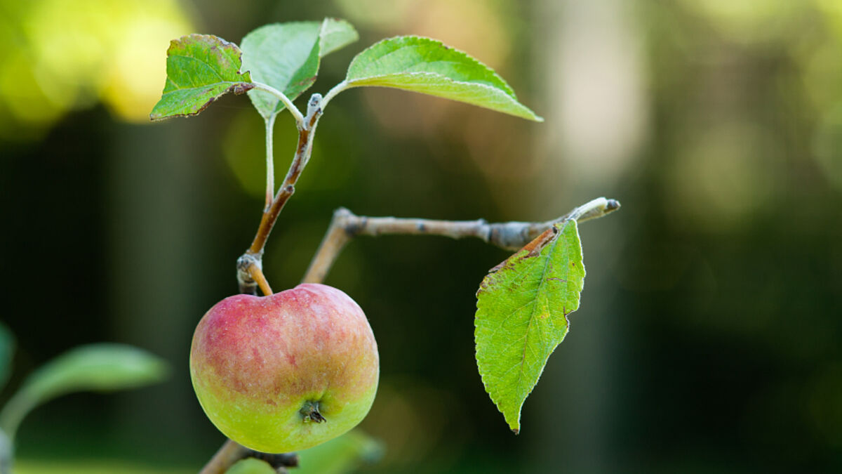 Apfelbaum / Symbolbild (c) Josef Muellek, iStockphoto