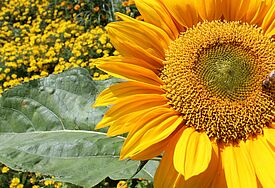 Sonnenblume 
