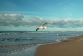 Eine Möwe segelt über den Sandstrand von Wenningstedt auf Sylt