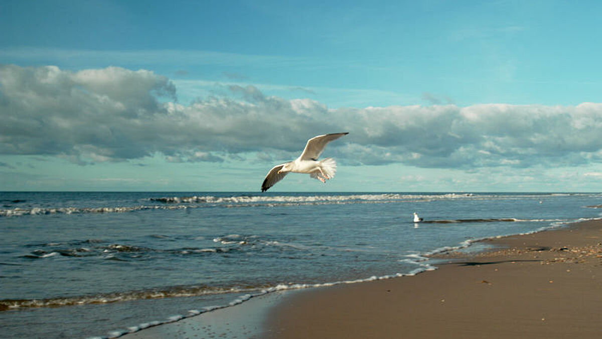 Eine Möwe segelt über den Sandstrand von Wenningstedt auf Sylt