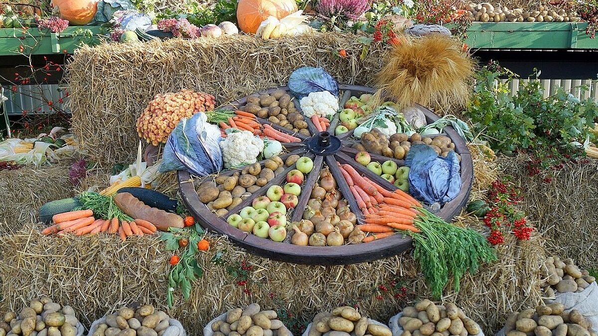 Üblicherweise wird zu den Erntedankgottesdiensten in den Kirchen der Altar und während der Erntedankfeierlichkeiten das Festgelände symbolisch mit ausgewählten Erträgen der Ernte geschmückt. 