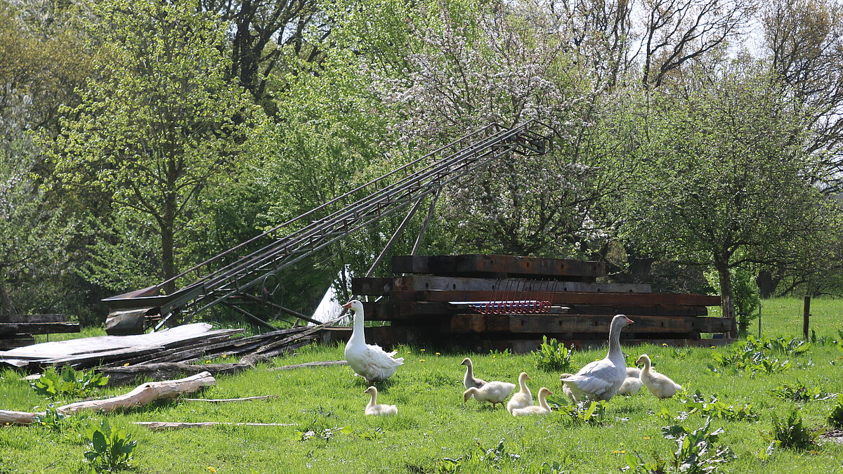 Gänsewiese auf der Hofgemeinschaft Löstrup in Angeln