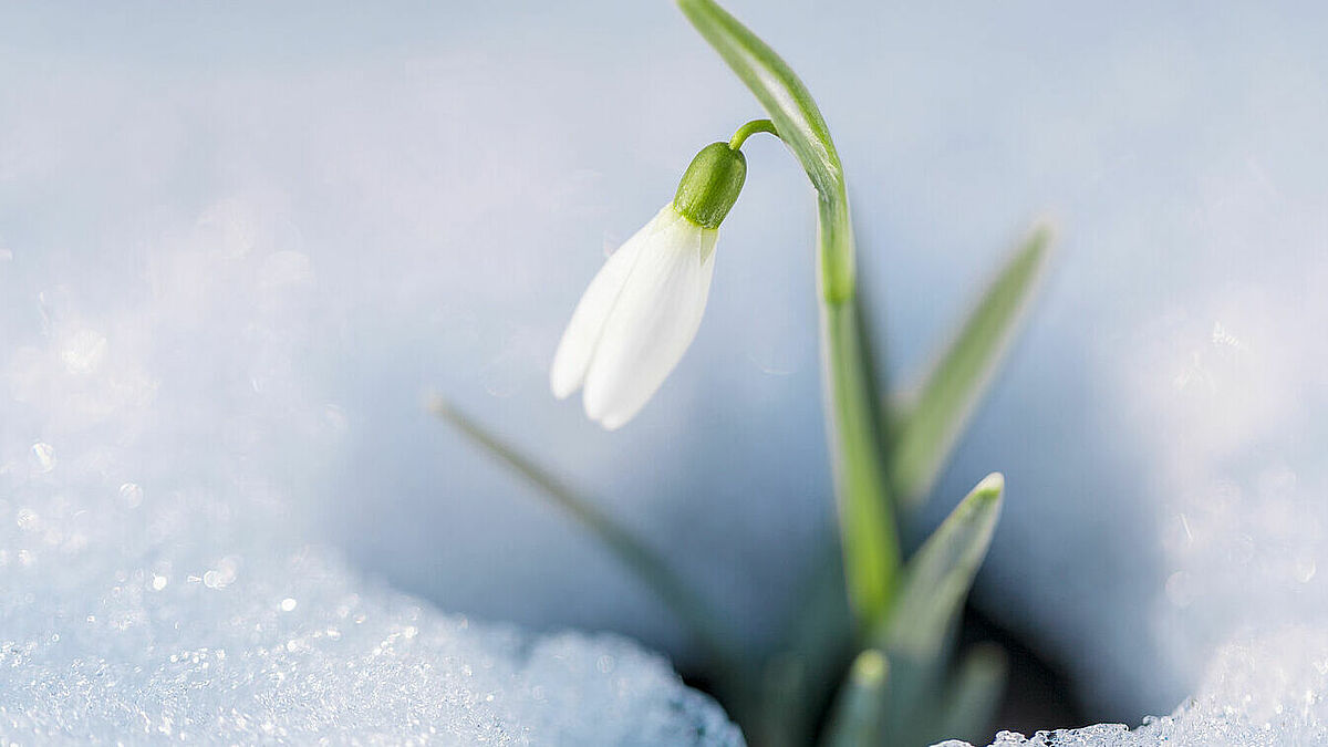 Ein Schneeglöckchen kündigt den nahenden Frühling an.