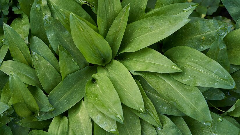 Bärlauch Pflanzen Bärlauch Pflanzen