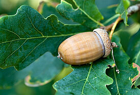 Eiche / Symbolbild © Jaroslav Machacek - Fotolia