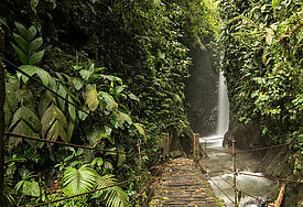 Regenwald in Ecuador 
