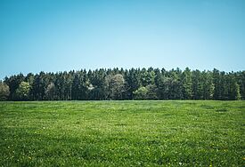 Feld mit Wald im Horizont