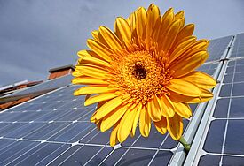 Solaranlage auf einem Dach, dazwischen wächst eine gelbe Gerbera