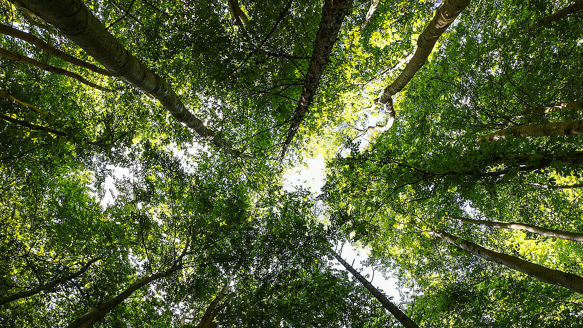 Wald auf der Insel Rügen.