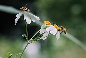 Bienen auf Blüten