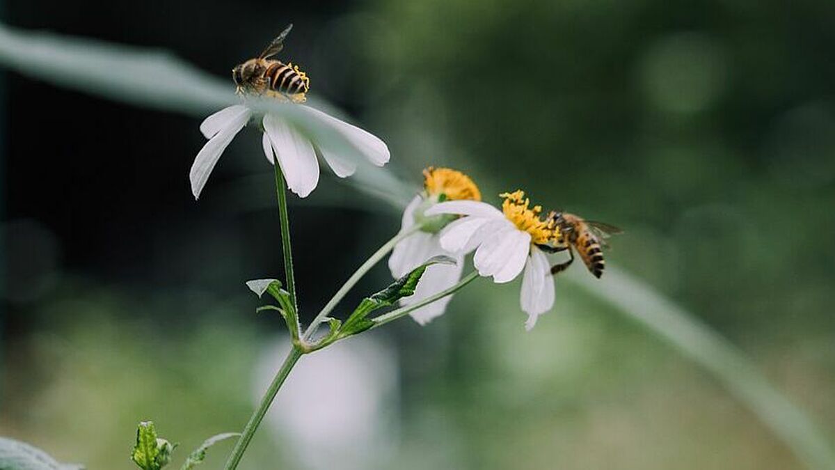 Friedhöfe sollen ein Ort für viele unterschiedliche Pflanzen und Tiere werden. Wie das gelingen kann, ist Thema der Aktionstage im September. 
