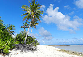 Naa, die Nordspitze der Kiribati-Insel Tarawa, sieht aus wie ein Südseeparadies. Doch an einigen Palmen wird die Erosion der Küste bereits sichtbar. Der Klimawandel hat das Grundwasser versalzen lassen. Die Menschen sind weggezogen. (c) Stello, epd