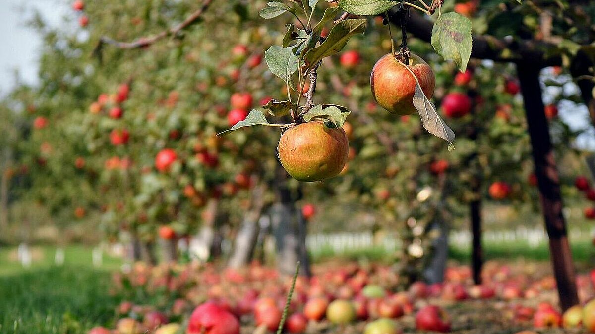 Obstbäume als Geschenk für Einrichtungen im Kirchenkreis (Symbolbild).