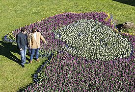 Aus 20.000 Tulpenzwiebeln besteht dieser Kirchgarten. Er zeigt das Konterfei Martin Luthers.