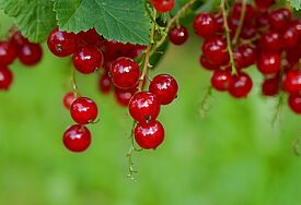 Rote Johannisbeeren am Strauch