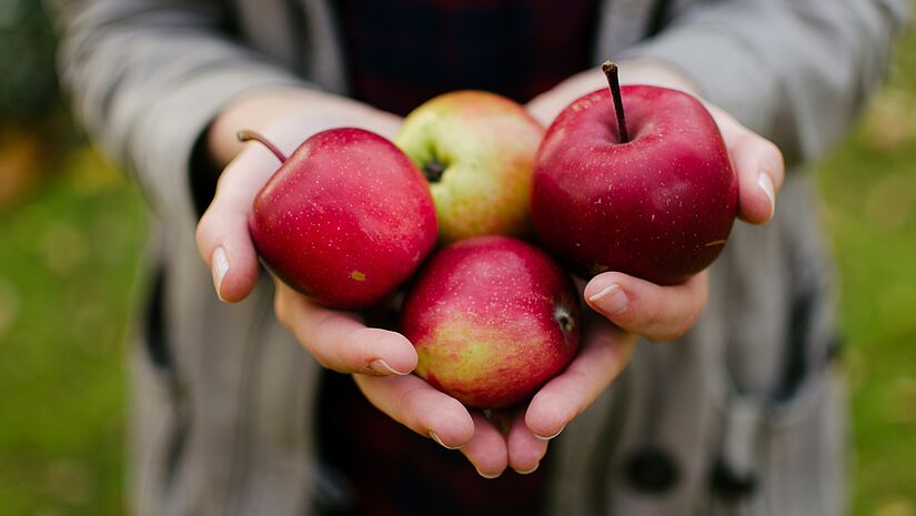 Eine Frau hält vier rote und reife Äpfel in ihren Händen.