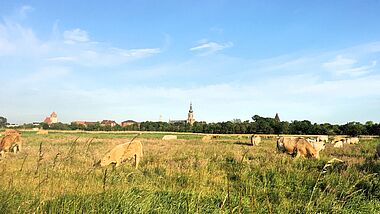 Kühe auf Feldern vor Greifswalder Kirchen