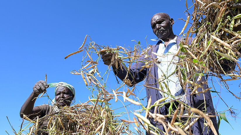 Bohnenernte in Kenia