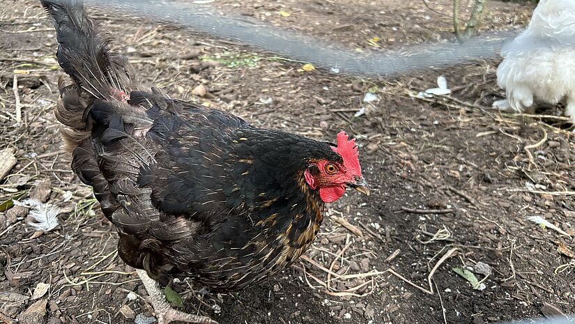 schwarzes Huhn