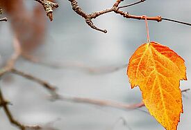 Blatt an winterlichem Zweig 