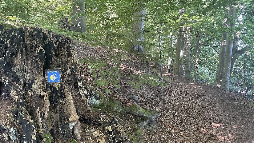 Alter Stamm mit Pilgerwegweiser