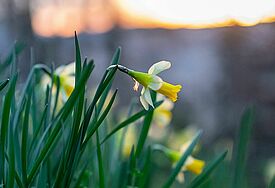 Narzissen blühen auf einer Wiese vor der aufgehenden Sonne.