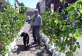 Vor einem Jahr auf Lindensuche:?ein Gründungsfest-Besucher aus Kiel-Mettenhof sucht in der „Lindenallee“ in Ratzeburg sein Bäumchen.