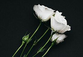 Weiße Rose