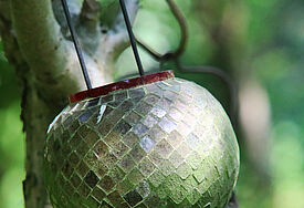 Vase an Baum