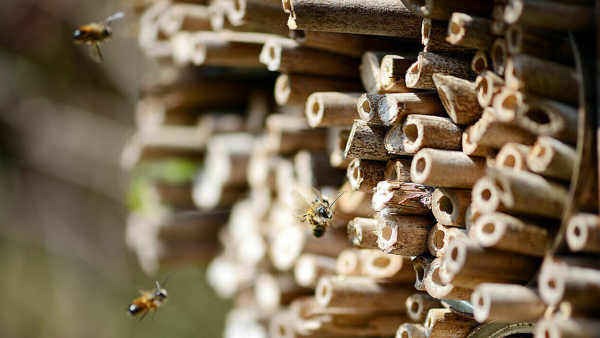 Wildbienen fliegen in einem Insektenhotel ein und aus.