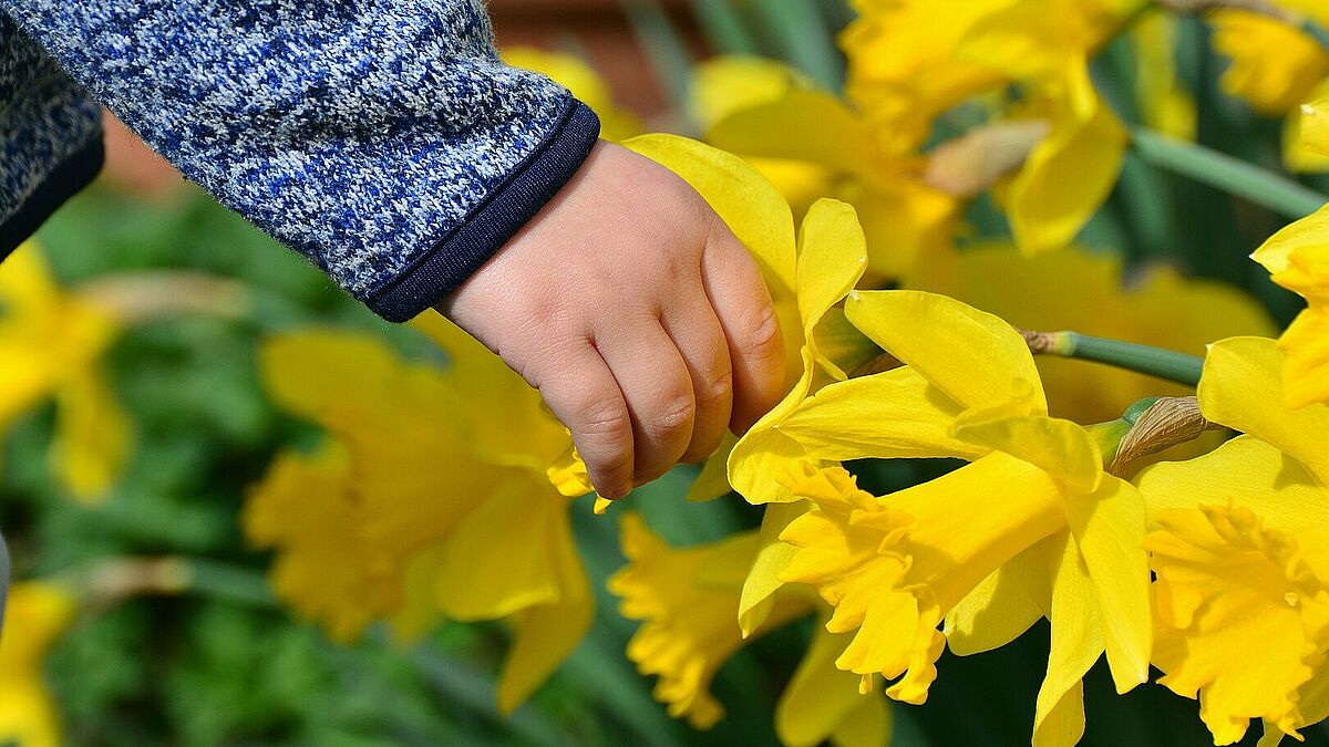 Ostern naht. Doch wie erkläre ich Kindern die biblische Botschaft des Osterfestes? Ein Blick in die aufblühende Natur macht es leichter. 
