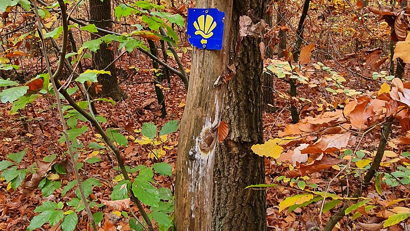 Die bekannte gelbe Jakobsmuschel weist auch in Mecklenburg unterwegs den Weg.