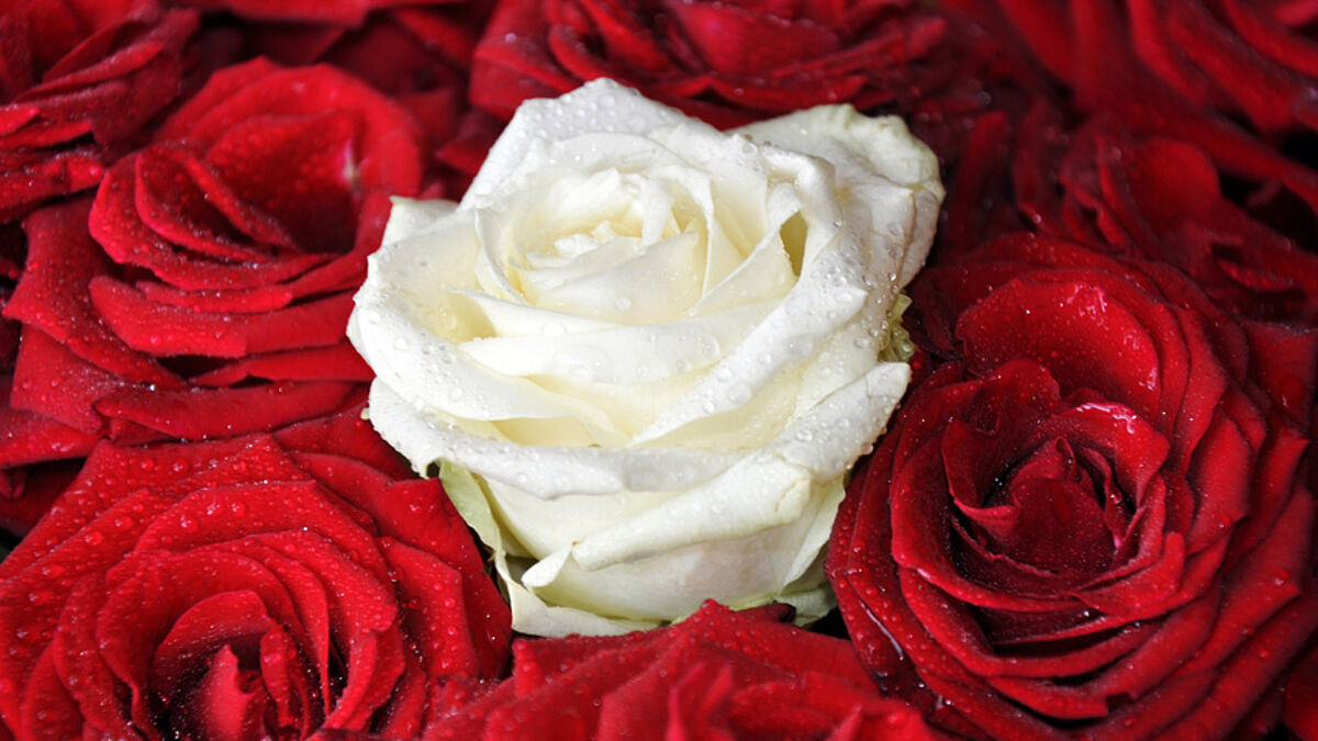 Weiße Rose (Symbolfoto)