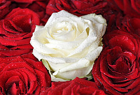 Weiße Rose (Symbolfoto)