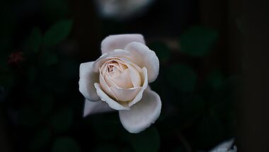 Zartrosa Rose auf schwarzem Grund 