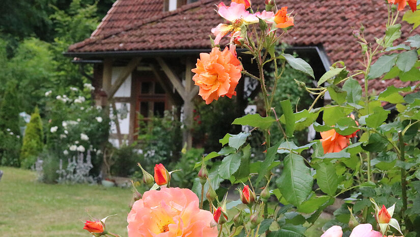 Rosen blühen vor dem Haus der Stille.