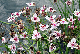 Schwanenblume © hsvrs, iStockphoto
