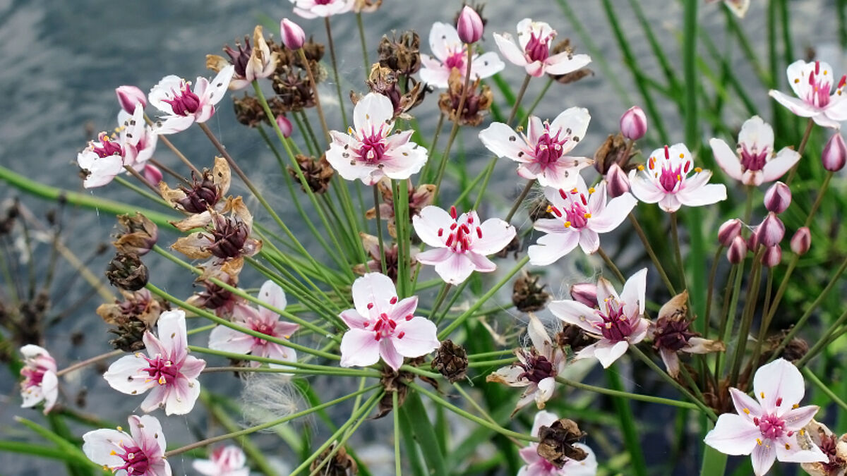Die Schwanenblume