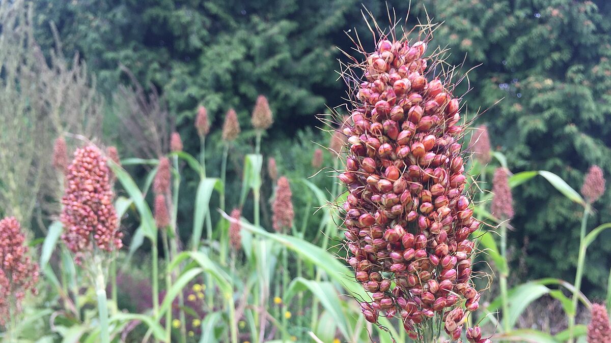 Hirse gedeiht im Hamburger Bibelgarten