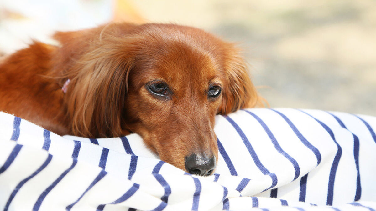 Hunde besuchen Sterbende (Symbolfoto)