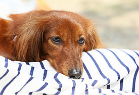 Hunde besuchen Sterbende (Symbolfoto)