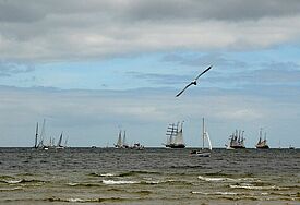 Segelschiffe sind auf der Kieler Förde unterwegs. Am Himmel fliegt eine Möwe.