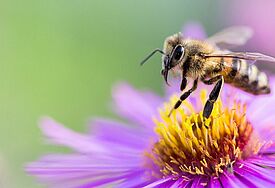 Nahaufnahme von einer Biene, die auf eine pink-gelben Blüte fliegt