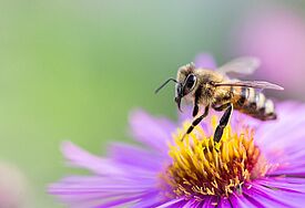 Nahaufnahme von einer Biene, die auf eine pink-gelben Blüte fliegt