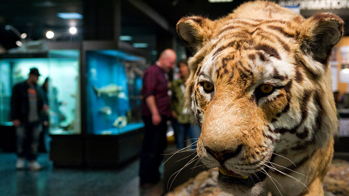 Tierische Exponate zeigt das Zoologische Museum zur "Langen Nacht der Museen"