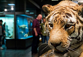 Tierische Exponate zeigt das Zoologische Museum zur "Langen Nacht der Museen"